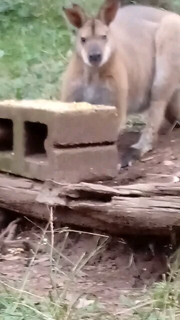 You're So Strong Goggles! I'm glad that your eye is getting better 🦘🙏👁️