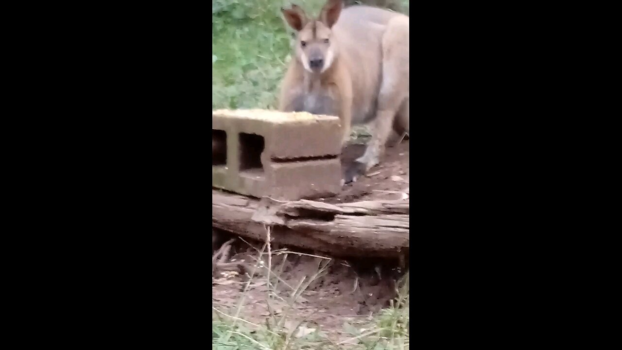 You're So Strong Goggles! I'm glad that your eye is getting better 🦘🙏👁️