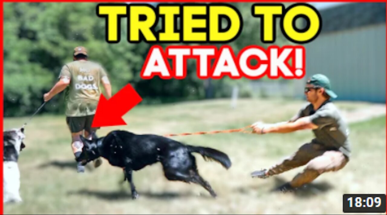 EXTREMELY LEASH AGGRESSIVE GERMAN SHEPHERD ATTACKs DOGs!..HOLY CRAP!🏴‍☠️