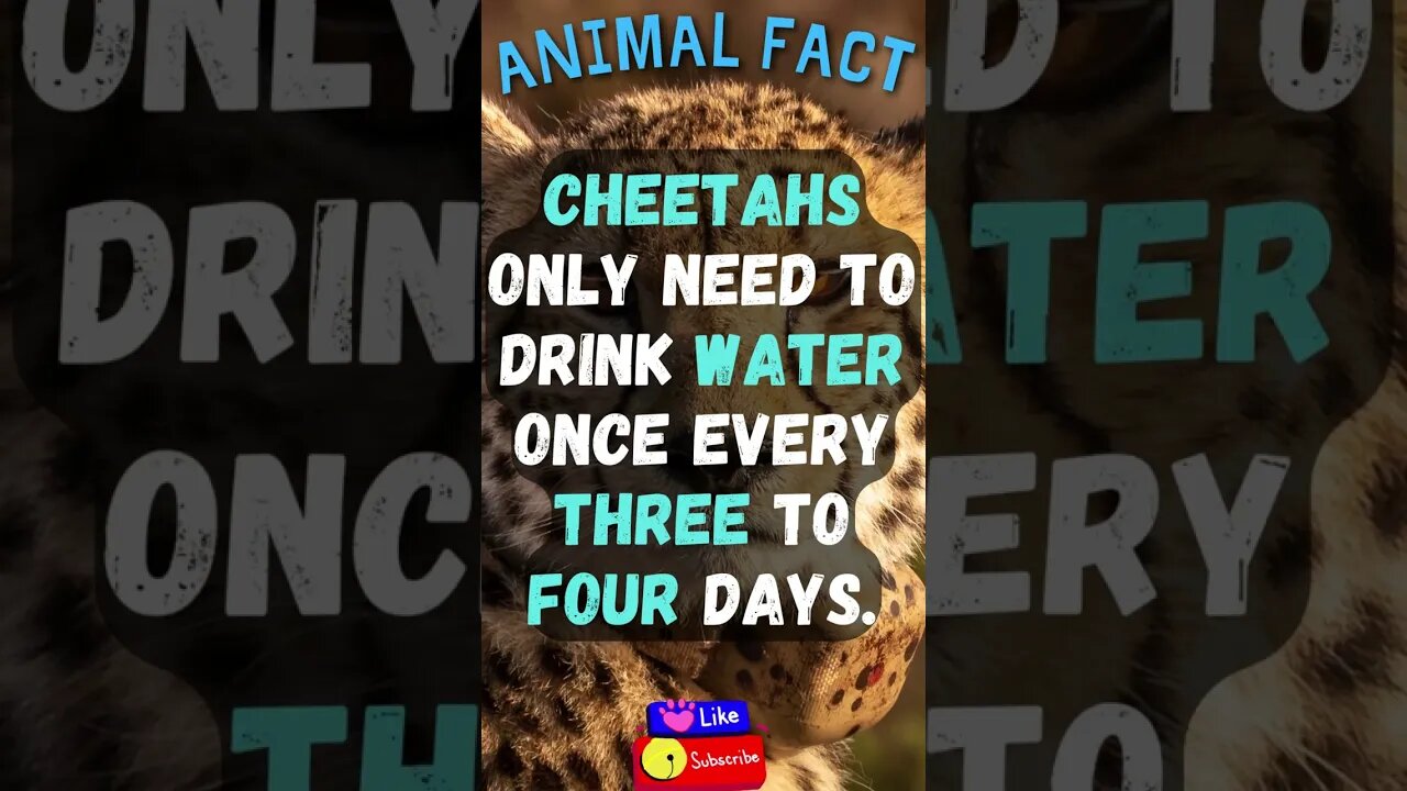 🦌Discover Fascinating Animal Facts👀 #shorts #shortsfact #animalfacts #funfactsshorts #cheetah