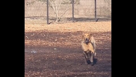 Oh great you found a mud puddle!