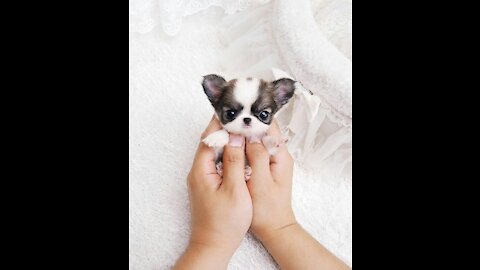 Funny and Lovable Dogs CUTIEEE!