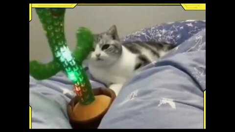 Cat dancing to the sound of a cactus