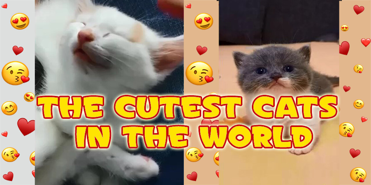 THE CUTEST CATS in the world, so much love!