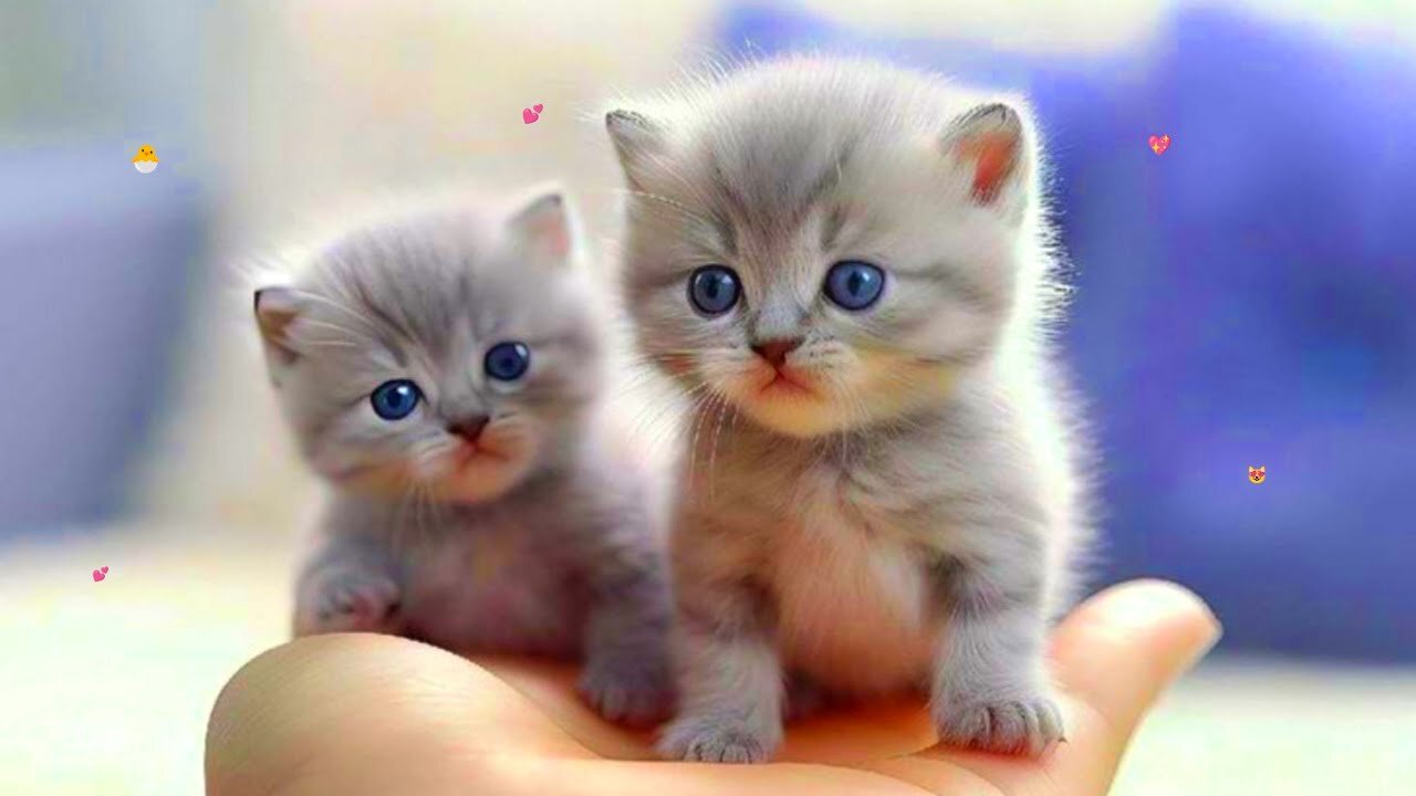 So many cute kittens videos compilation 2024 #2