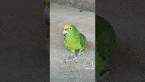 Sea Sky Nature Parrot 🦜 Trinidad and Tobago 🇹🇹