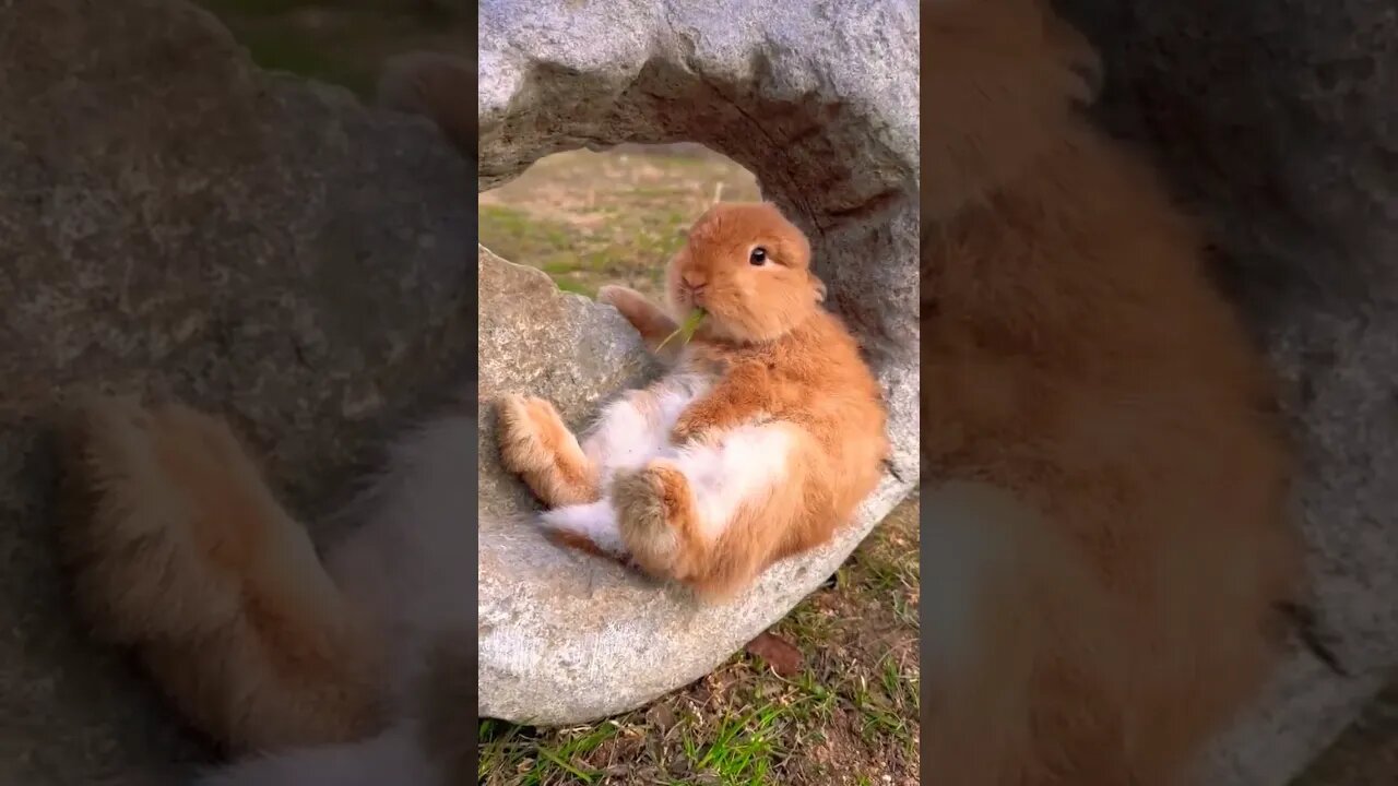 cute rabbit #tranding #shortvideo #trendingshorts #rabbit #cute