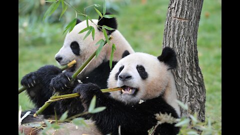 Baby panda eating bambo - 4k