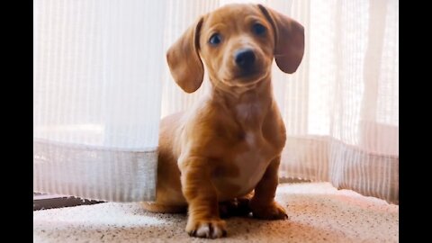 Curious Puppy, Cute!