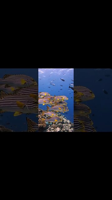 Eastern Sweetlips of the Indian Ocean