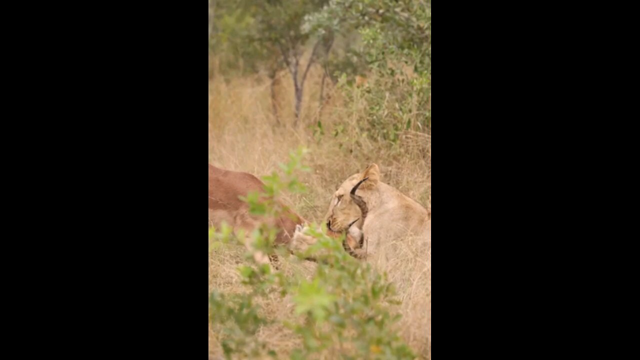 On The Hunt Lions Ambush Impala Ram