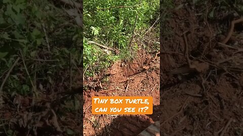 Excavator Operator Avoids a Box Turtle #Permaculture