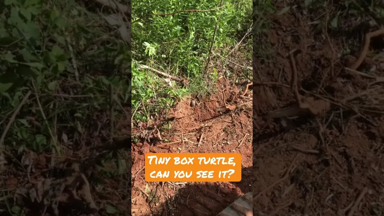 Excavator Operator Avoids a Box Turtle #Permaculture