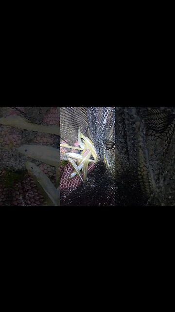 Sandeels and big spearing😮