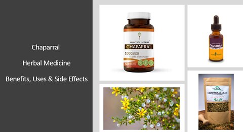 Chaparral - Herbal Medicine - Benefits, Uses & Side Effects