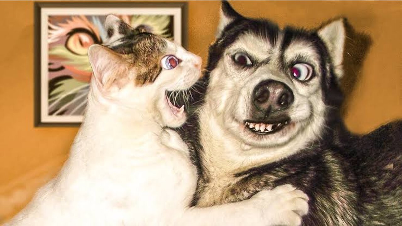 Funny dog vs cat 2022 competition