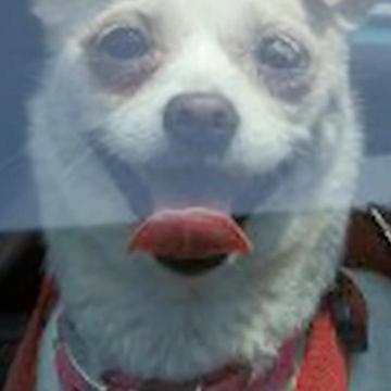 Fried Egg Experiment Shows Why You Should Never Leave Your Dog In A Hot Car