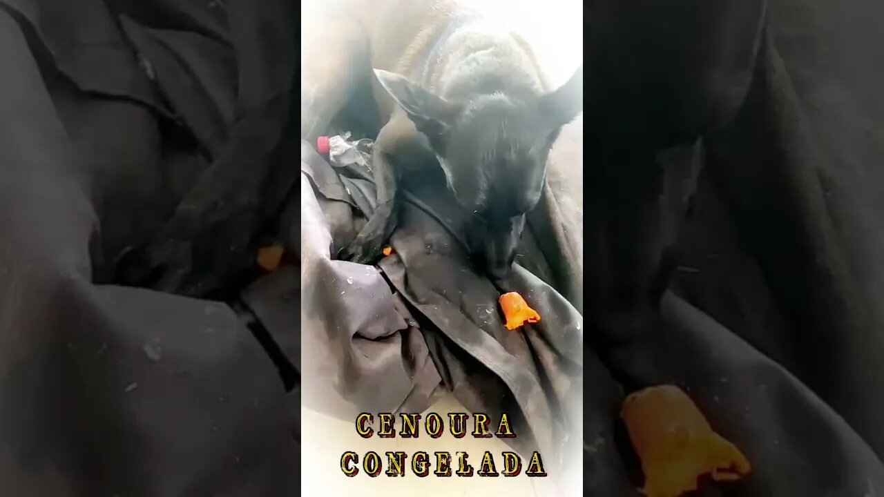 ALIMENTAÇÃO NATURAL : PETISCO DE CENOURA