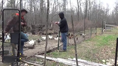 Chicks Chickens & Chicken Fence Repair @ The Off Grid Homestead