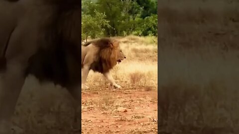 Leão Tranquilo na Savana Africana #shorts