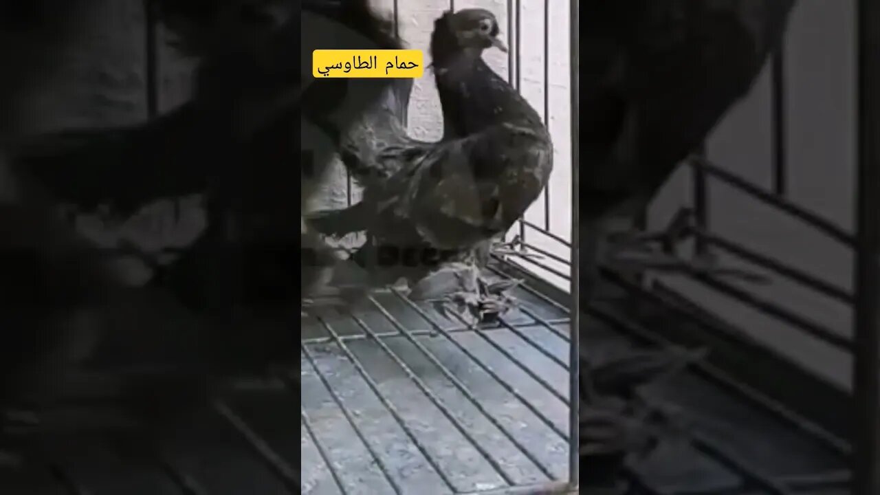 حمام الطاوسي المغربي الأصيل كيوت روعة