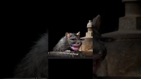 gatonildes do esperto