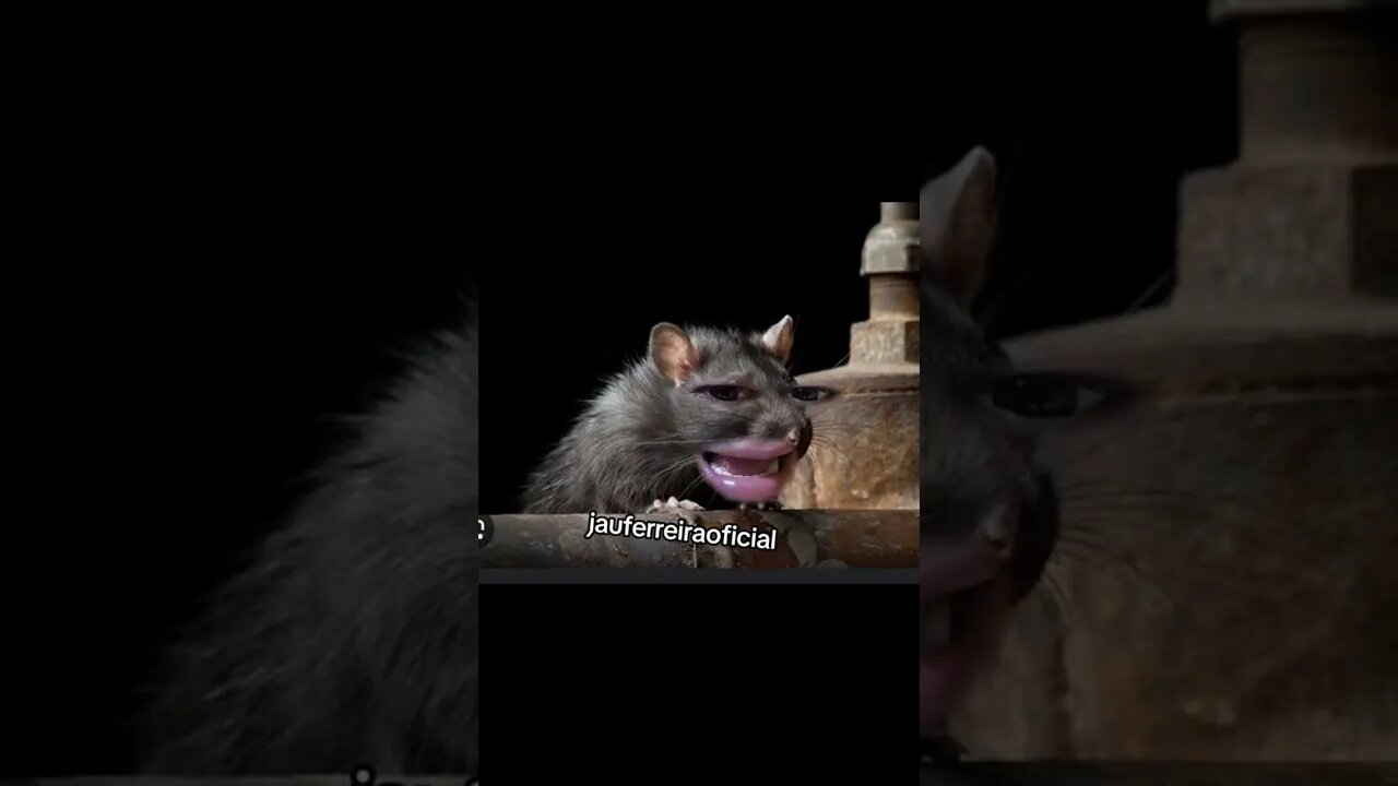 gatonildes do esperto