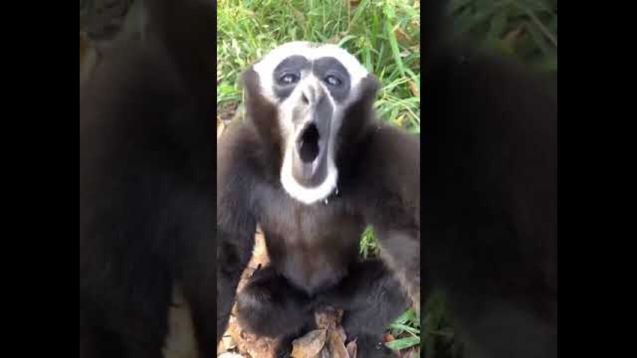 Monkey sound langur