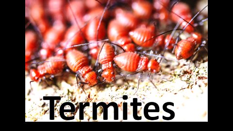 Termites