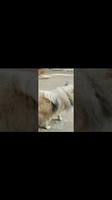 Pikachu #shorts #short #puppy #dogs