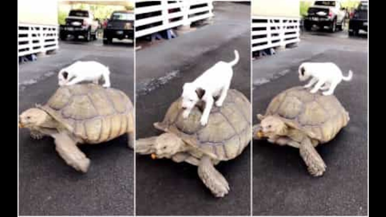 Un cucciolo di cane prende un passaggio da un'enorme tartaruga