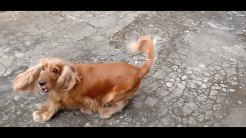 #dogshow , #animals , #dogs , #shorts