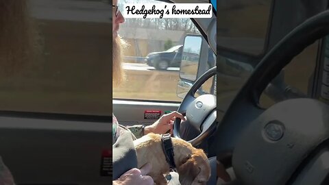 December 18, 2022 baby dog