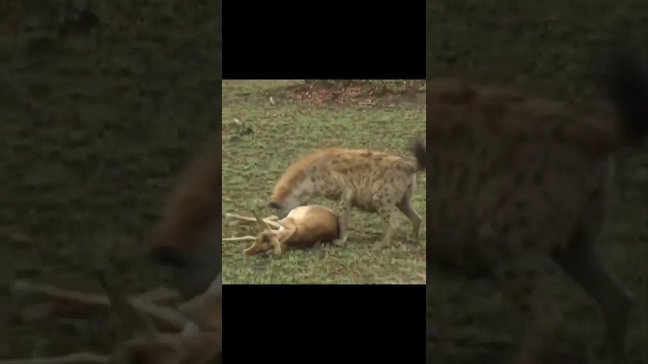 Cheetah versus Hyena, Hyena vs. Cheetah, who wins? #trending #shortvideo