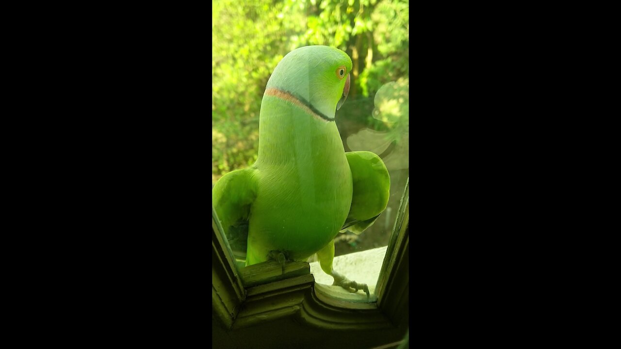 A beautiful green parrot behind the gazebo