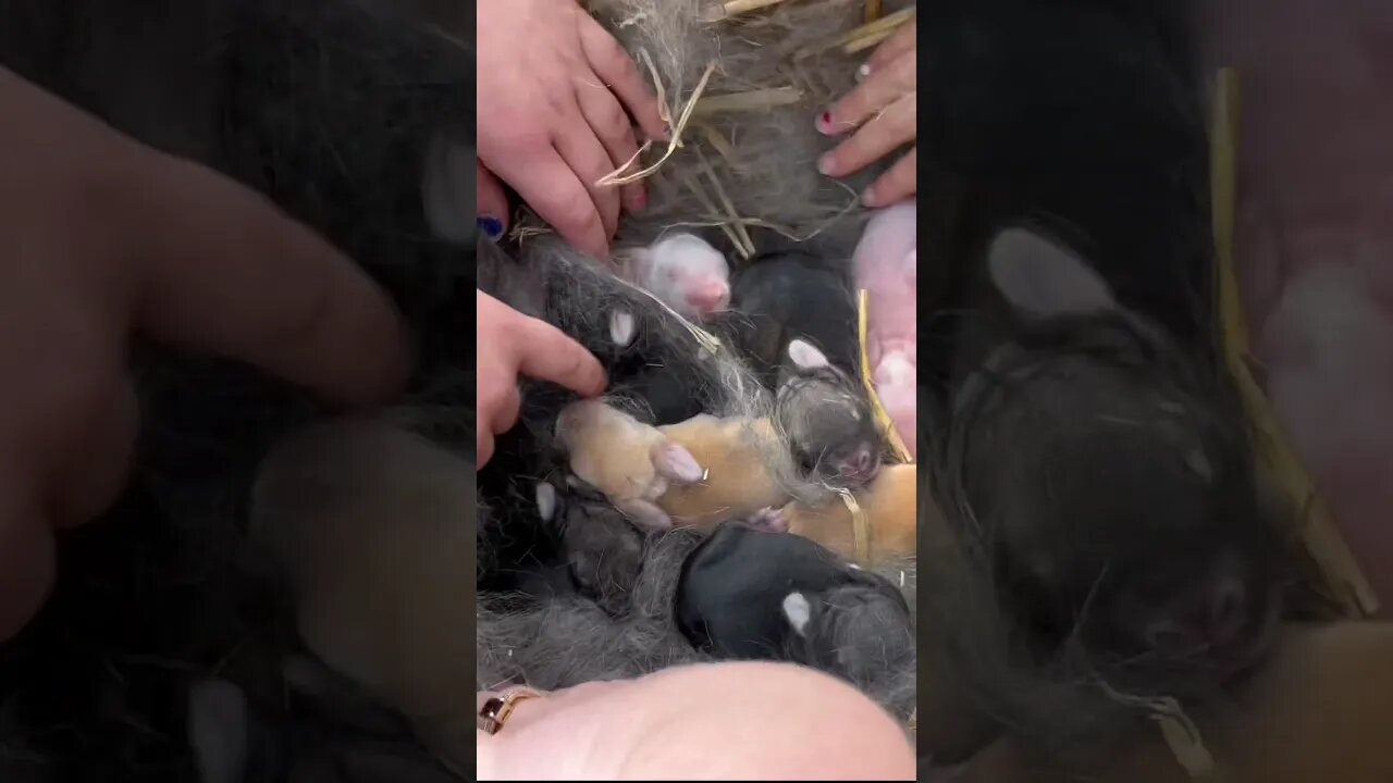 First time #mama with #baby #rabbits! Lots of fur and who doesn’t like seeing baby animals? #farm