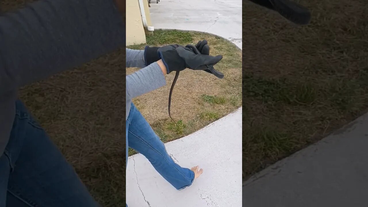 My sister the snake whisperer
