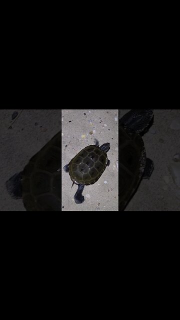 We got another Diamondback Terrapin Turtle?