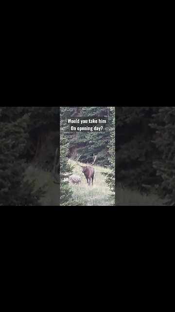 would you take him on opening day? #bull #elk #hunting #wyoming #shortsvideo #shortsfeed #opening
