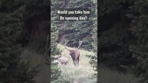 would you take him on opening day? #bull #elk #hunting #wyoming #shortsvideo #shortsfeed #opening