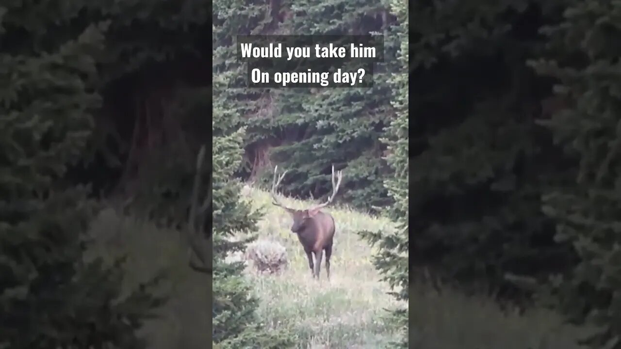 would you take him on opening day? #bull #elk #hunting #wyoming #shortsvideo #shortsfeed #opening