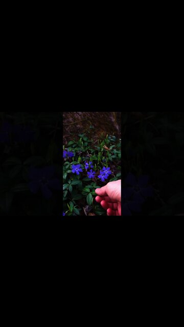 Lesser Periwinkle - Wild Medicinal Plant. Foraging and Herbalism #shorts