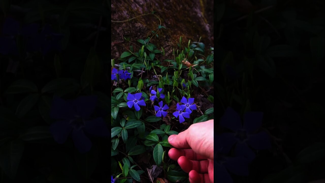 Lesser Periwinkle - Wild Medicinal Plant. Foraging and Herbalism #shorts