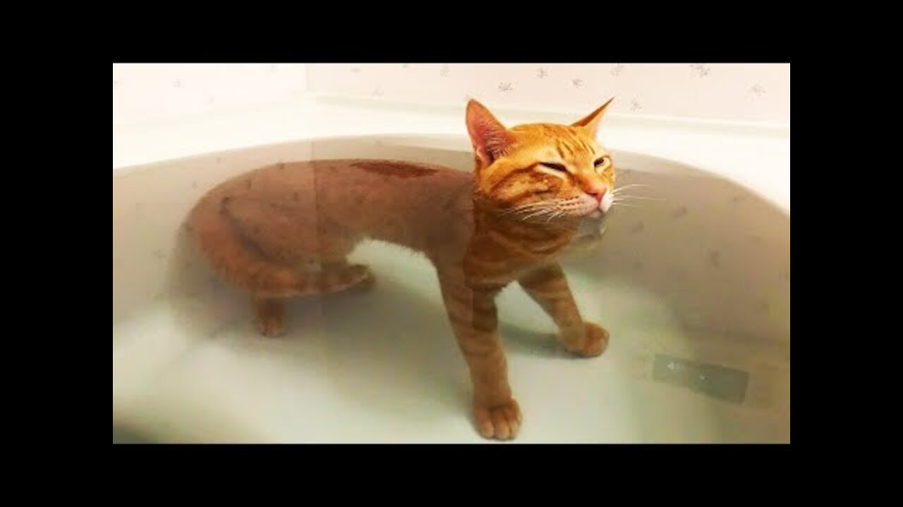 Funny Pets Compilation - Part 35