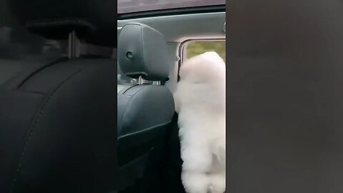 Car dancing on car- amazing to see !