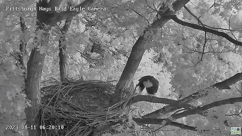 Hays Eagles Dad preens on the escalator-he stayed for 21 minutes-he looks awesome! 08-11-2023 6:19am