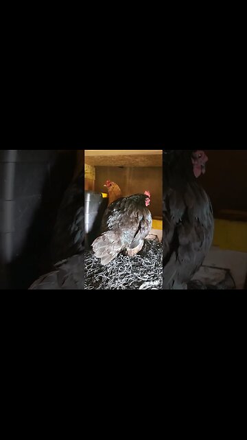 Did She Just??? #chickenlife #chickens #chickenshorts