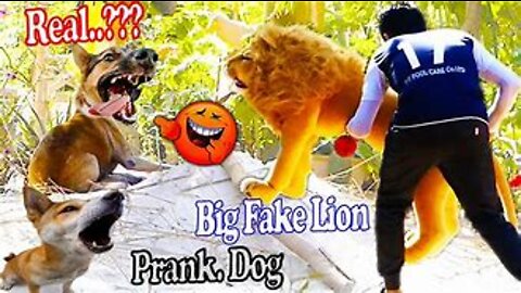 funny dog prank