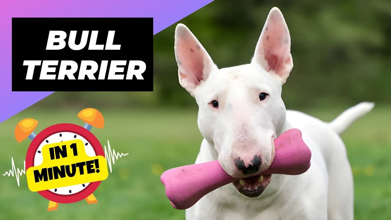 Bull Terrier - In 1 Minute! 🐶 One Of The Most Popular Dog Breeds In The World | 1 Minute Animals