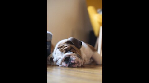funny videos puppies sausage